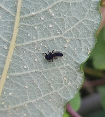 Harmonia axyridis