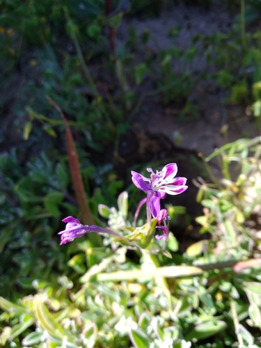 Lapeirousia jacquinii