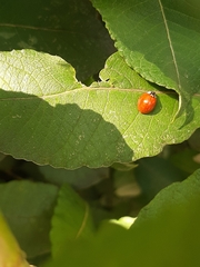 Harmonia axyridis