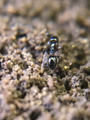 Monomorium minimum