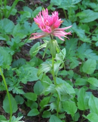 Castilleja parviflora oreopola