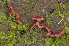 Willkommlangea reticulata