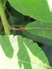 Adalia bipunctata