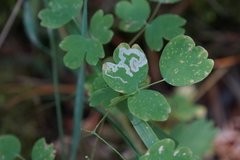 Phytomyza minuscula group