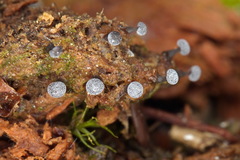 Didymium melanospermum