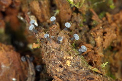 Didymium melanospermum