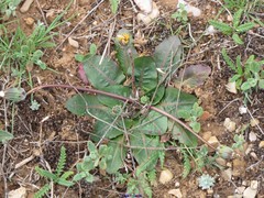 Taraxacum obovatum