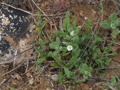Cerastium pumilum
