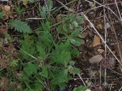 Helianthemum ledifolium