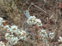 Euphilotes enoptes dammersi