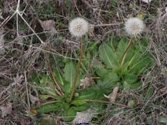 Taraxacum obovatum