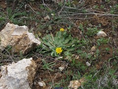 Taraxacum obovatum