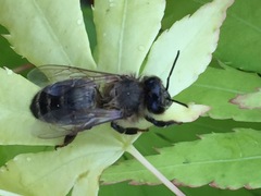 Apis mellifera