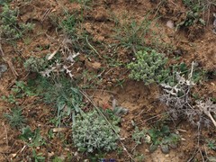 Teucrium gnaphalodes