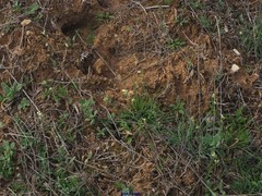 Helianthemum squamatum