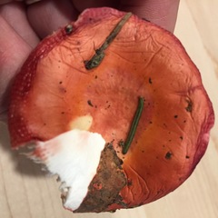 Russula peckii