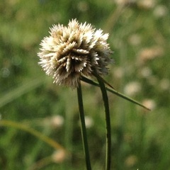 Cyperus seslerioides