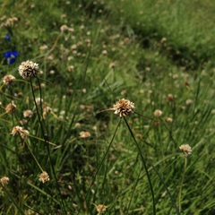 Cyperus seslerioides