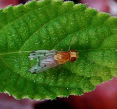 Homoneura occidentalis