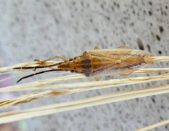 Mecidea minor