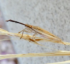 Mecidea minor