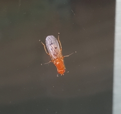 Dryomyzidae