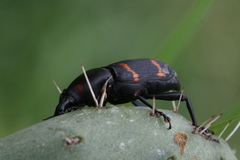 Cactophagus spinolae