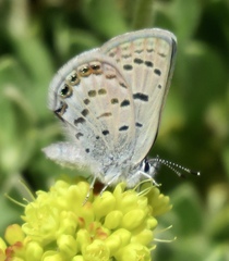 Icaricia shasta