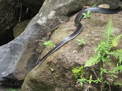 Chironius flavopictus