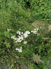 Achillea millefolium
