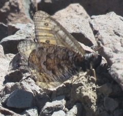 Oeneis chryxus