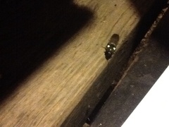 Deilelater physoderus