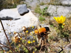 Chauliognathus bilineatus