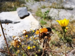 Chauliognathus bilineatus