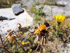 Chauliognathus bilineatus