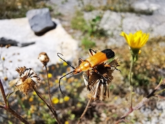 Chauliognathus bilineatus