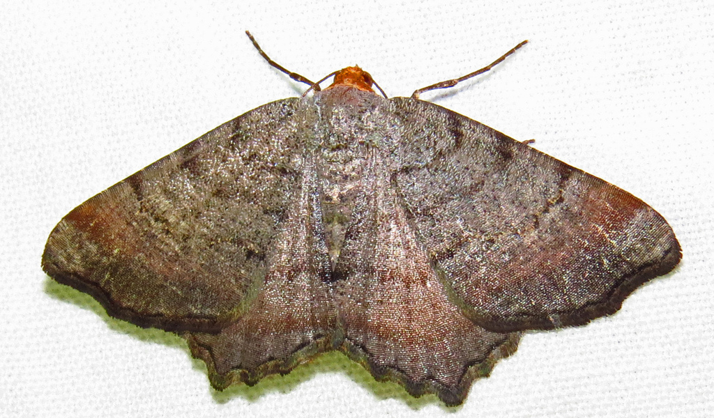 Blurry Chocolate Angle Moth