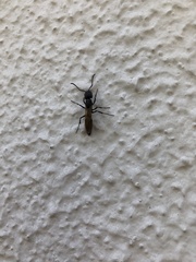 Pachycondyla