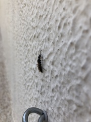 Pachycondyla