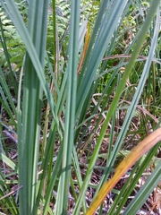 Carex riparia