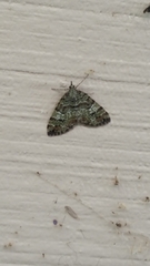 Hydriomena speciosata