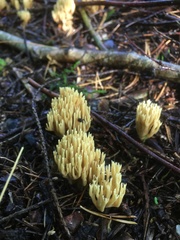 Phaeoclavulina eumorpha