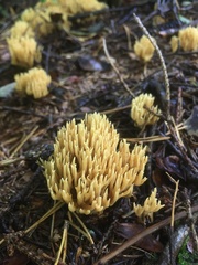 Phaeoclavulina eumorpha