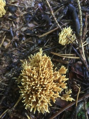 Phaeoclavulina eumorpha