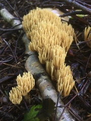 Phaeoclavulina eumorpha