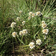 Cyperus seslerioides