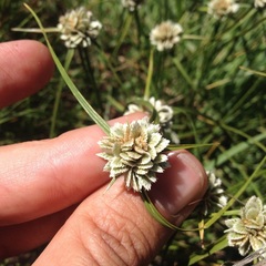 Cyperus seslerioides