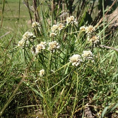 Cyperus seslerioides