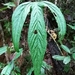 Anthurium impolitum - Photo (c) ramon_d, algunos derechos reservados (CC BY-NC), uploaded by ramon_d