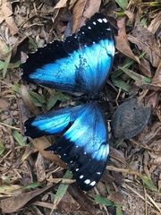 Morpho helenor achillides